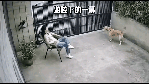 狗狗确实能发现人眼看不到的东西。
我在乡下住过多年，狗狗的嗅觉异常灵敏，有时候，