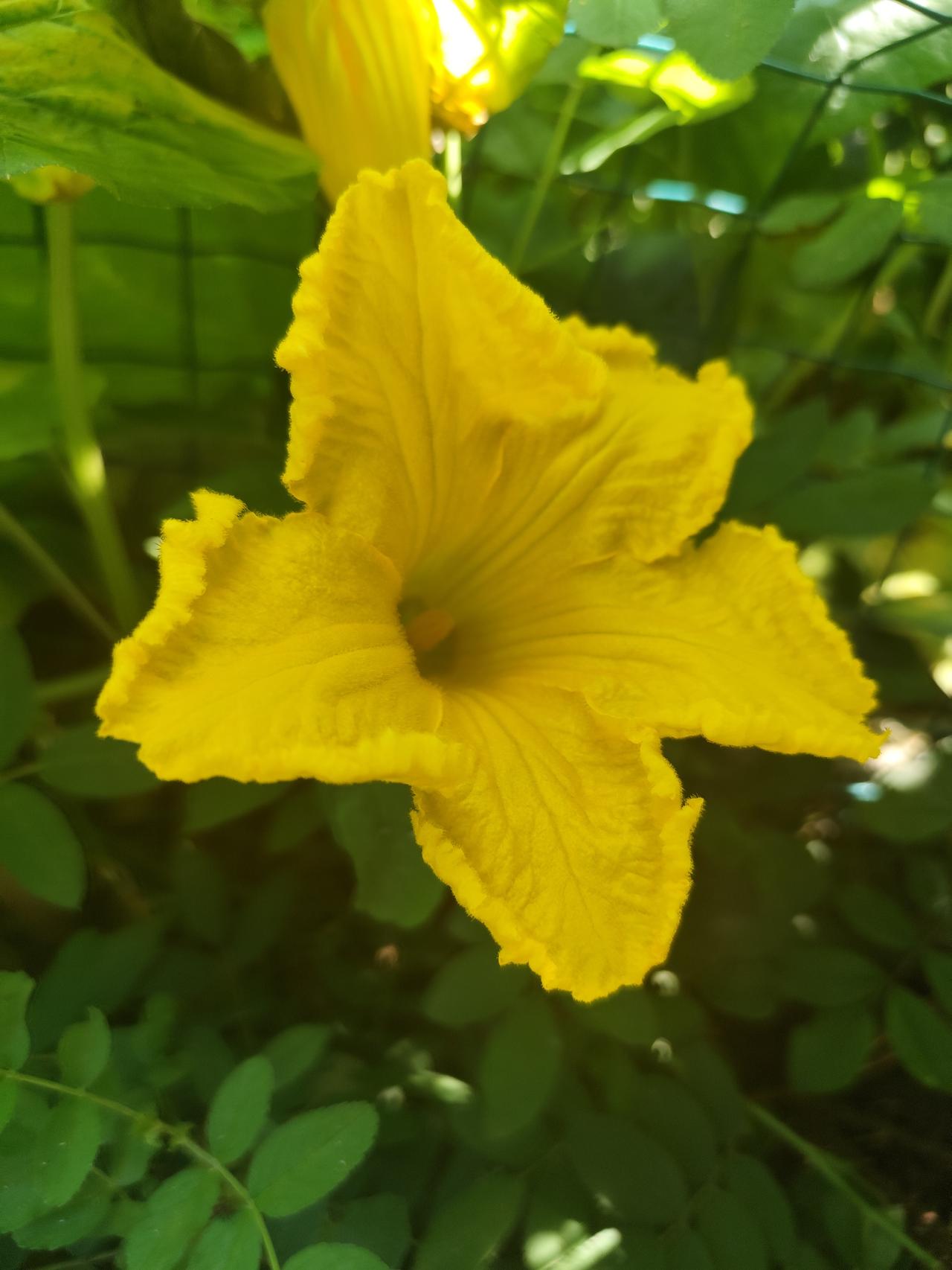 南瓜开花也美丽。仲夏时节，南瓜开花了，不仅花朵硕大，花色也金黄耀眼，惹人喜欢。