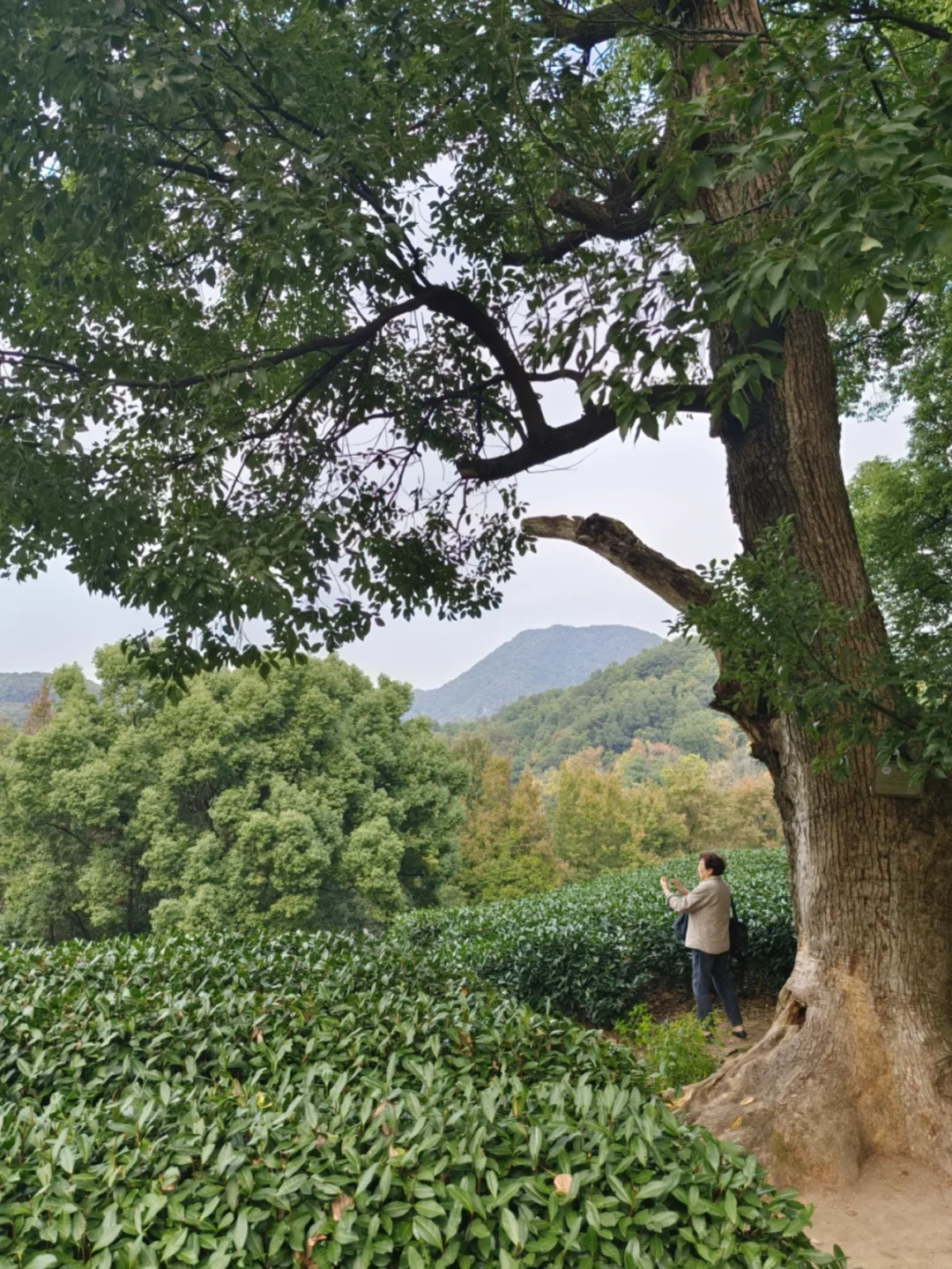 去了38次杭州，还是最喜欢这里🤔.......