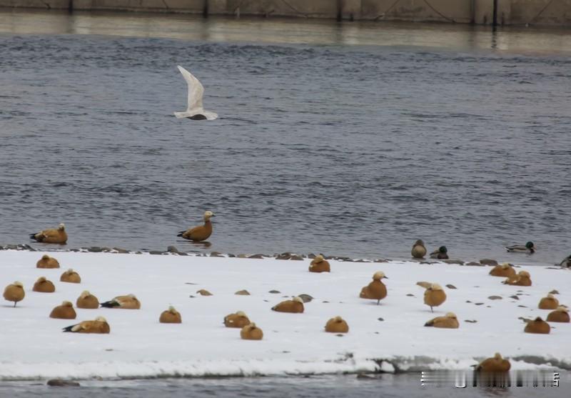 奇了！全球变暖，北半球咋还“冻成狗”？
近期北半球多地大寒，俄罗斯暴雪、美国风暴