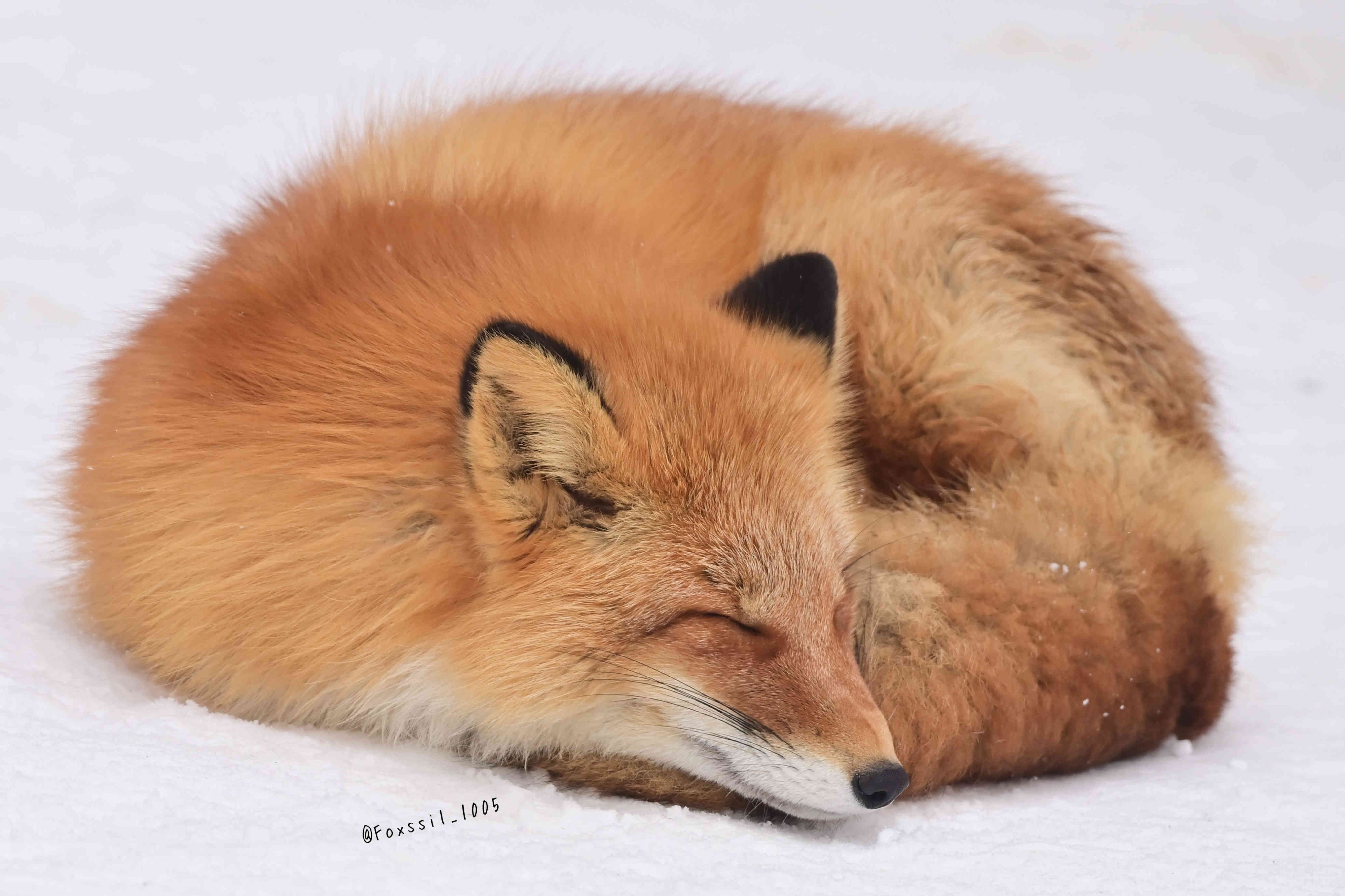 狐狸 雪麻团©️Foxssil_1005 