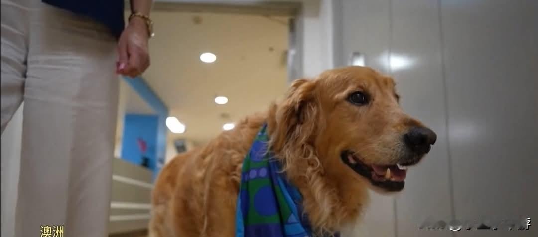 安宁病房里，常常弥漫着告别与不舍。为了缓解病患与家属面对死亡的无力感，澳大利亚布