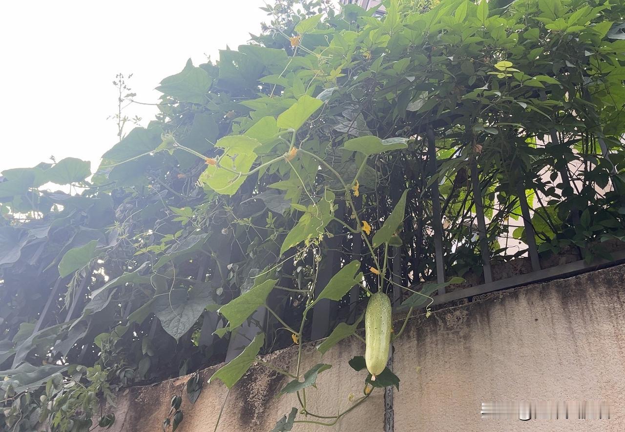 越墙瓜！

院墙本是两家分界，不曾想邻家瓜藤肆意蔓延，悄然翻过围墙。藤蔓顺着支架