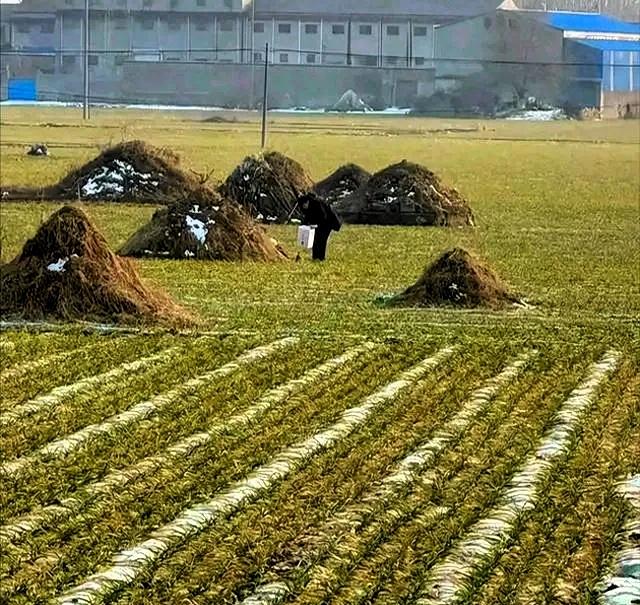丧葬新规，不火化，要深埋，不留坟头

近年来，殡葬方式不断优化调整，新的思路更加