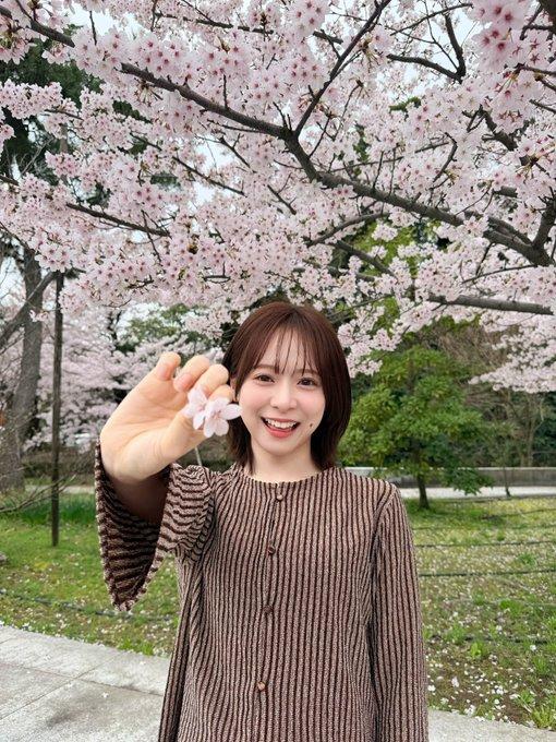 春日赏樱正当时，樱花树那如云似霞的美，谁看了不心动。就说上海顾村公园，是热门赏樱