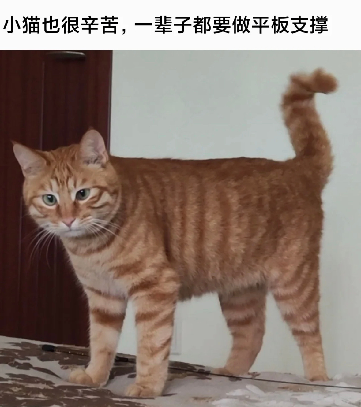 小猫也很辛苦 一辈子都要做平板支撑 ​​​
