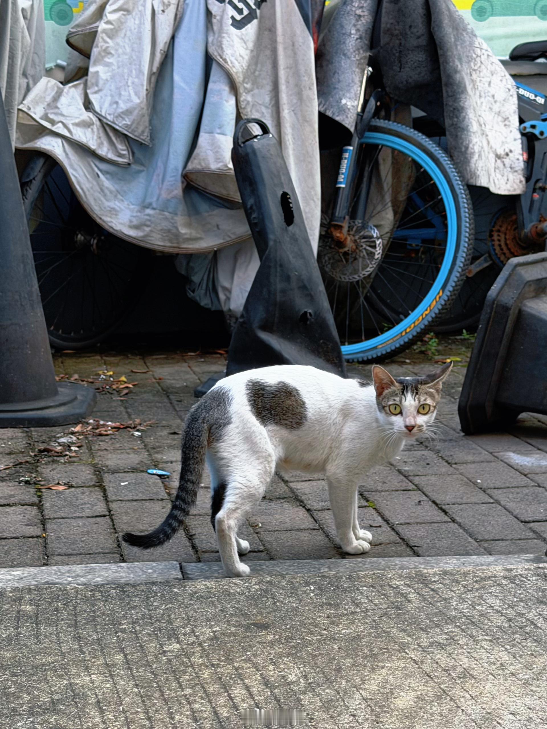 小咪小咪小咪咪🐱🐈🐈⬛ 