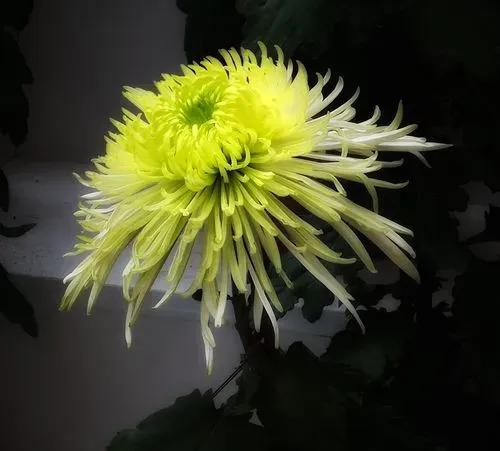 上联：秀色可餐，酿酒烹茶菊有趣；
下联：诗友请[玫瑰][玫瑰]
#新韵旧体诗词和