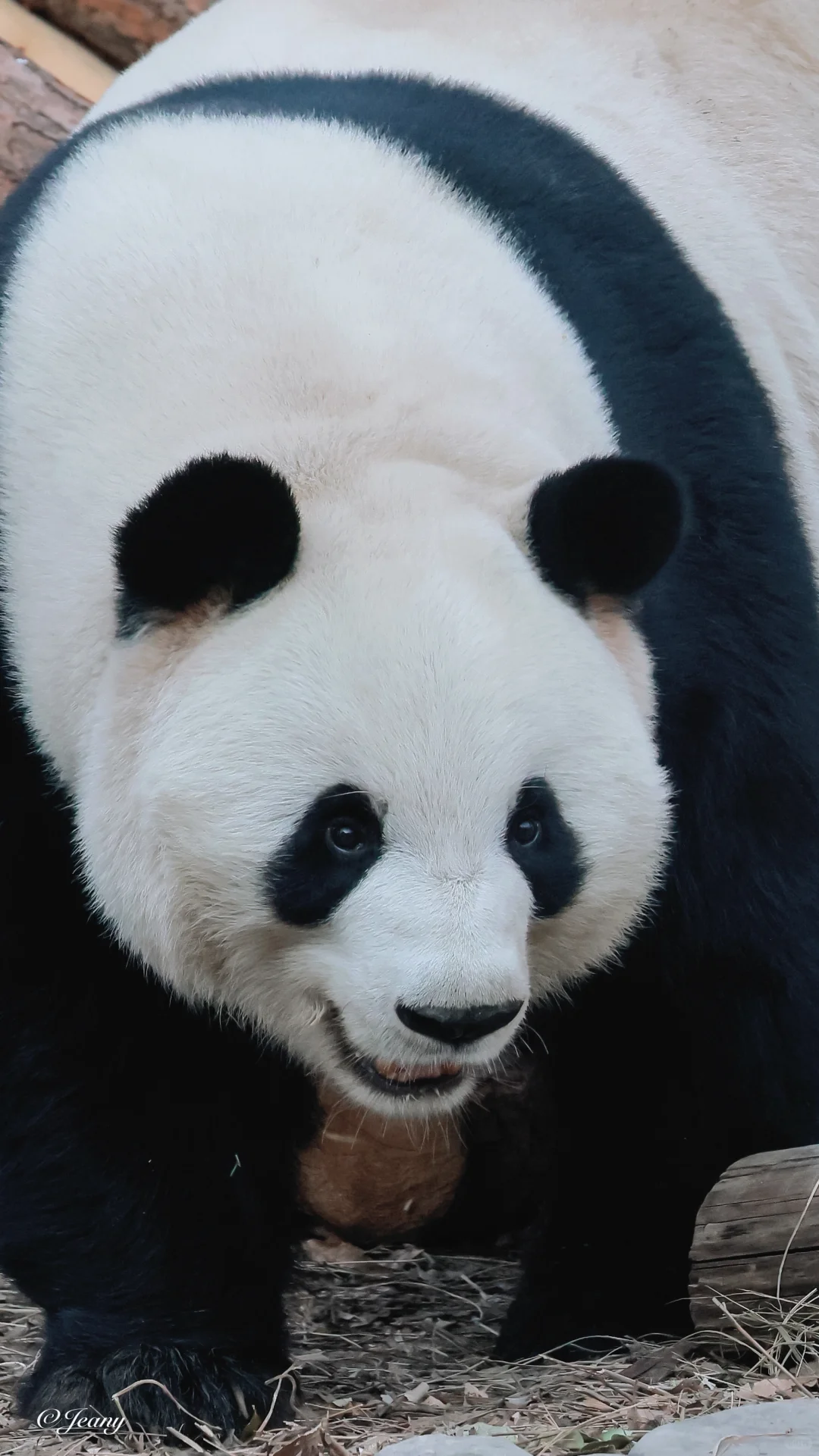 萌兰心情好嘴角上扬眼里有光😍太可爱了🐼