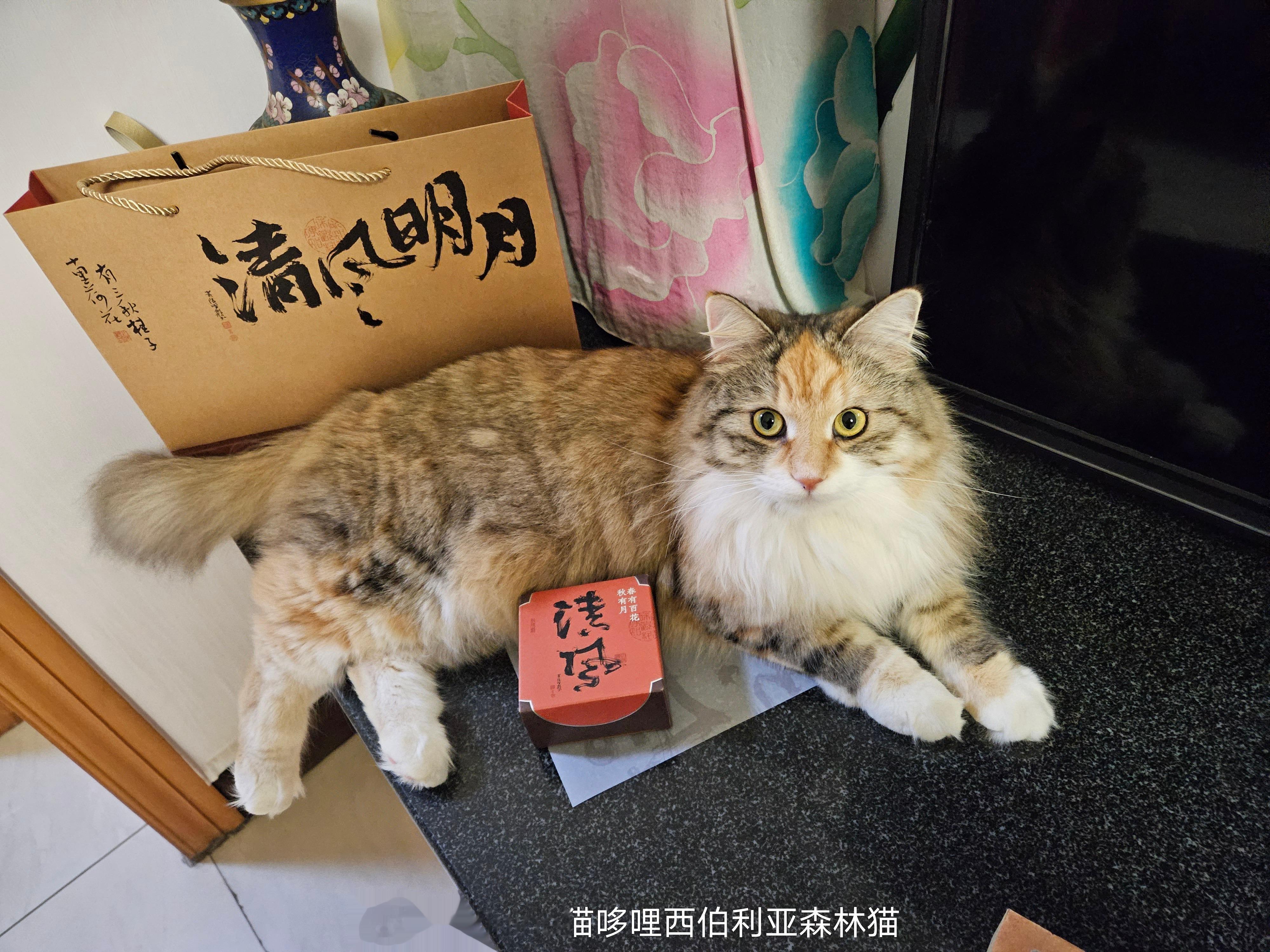 兔兔请大家吃月饼[吃馕]#中秋快乐##西伯利亚森林猫[超话]##九月的神仙家庭#