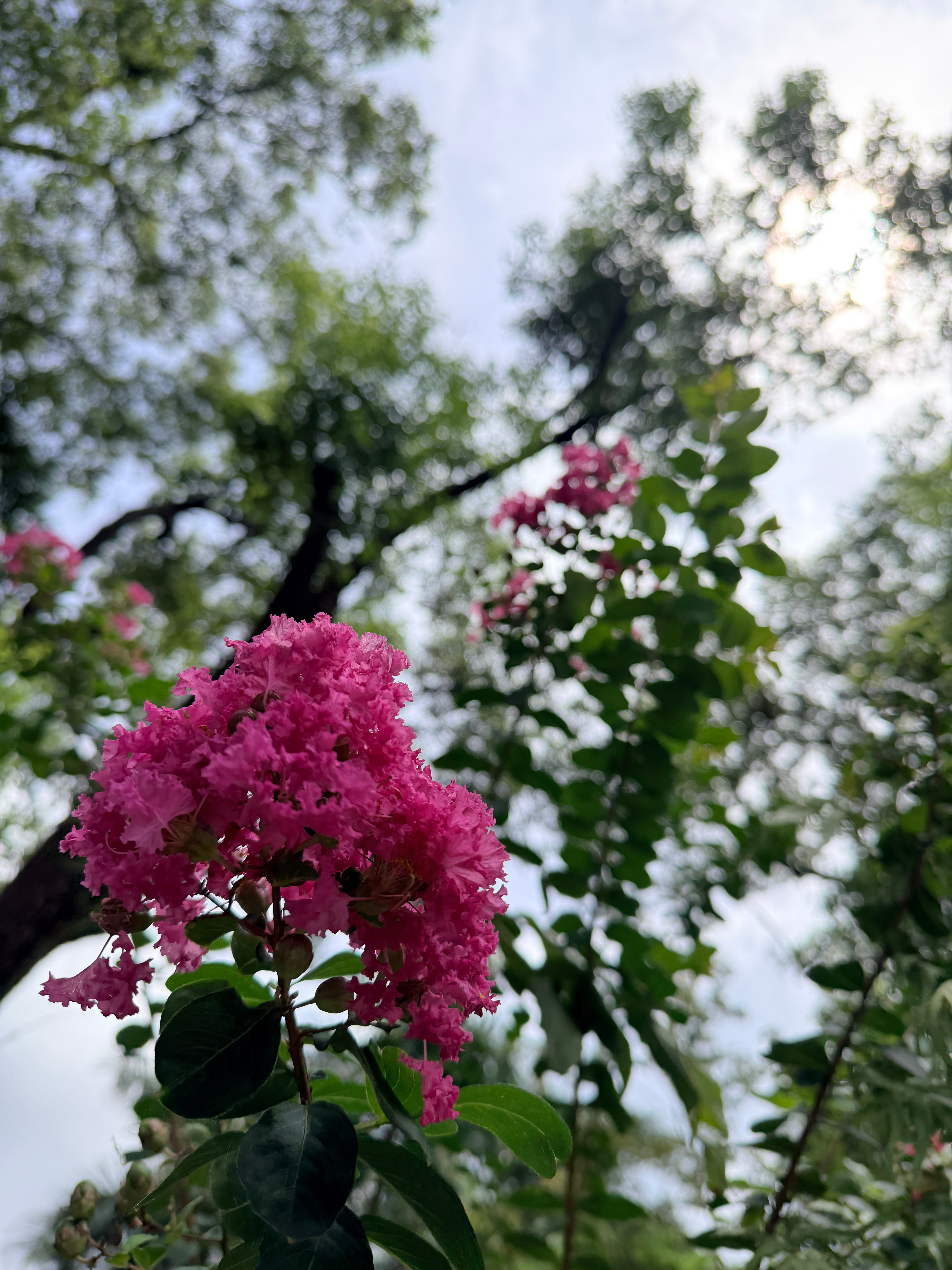 生活手记风中摇曳的紫薇花