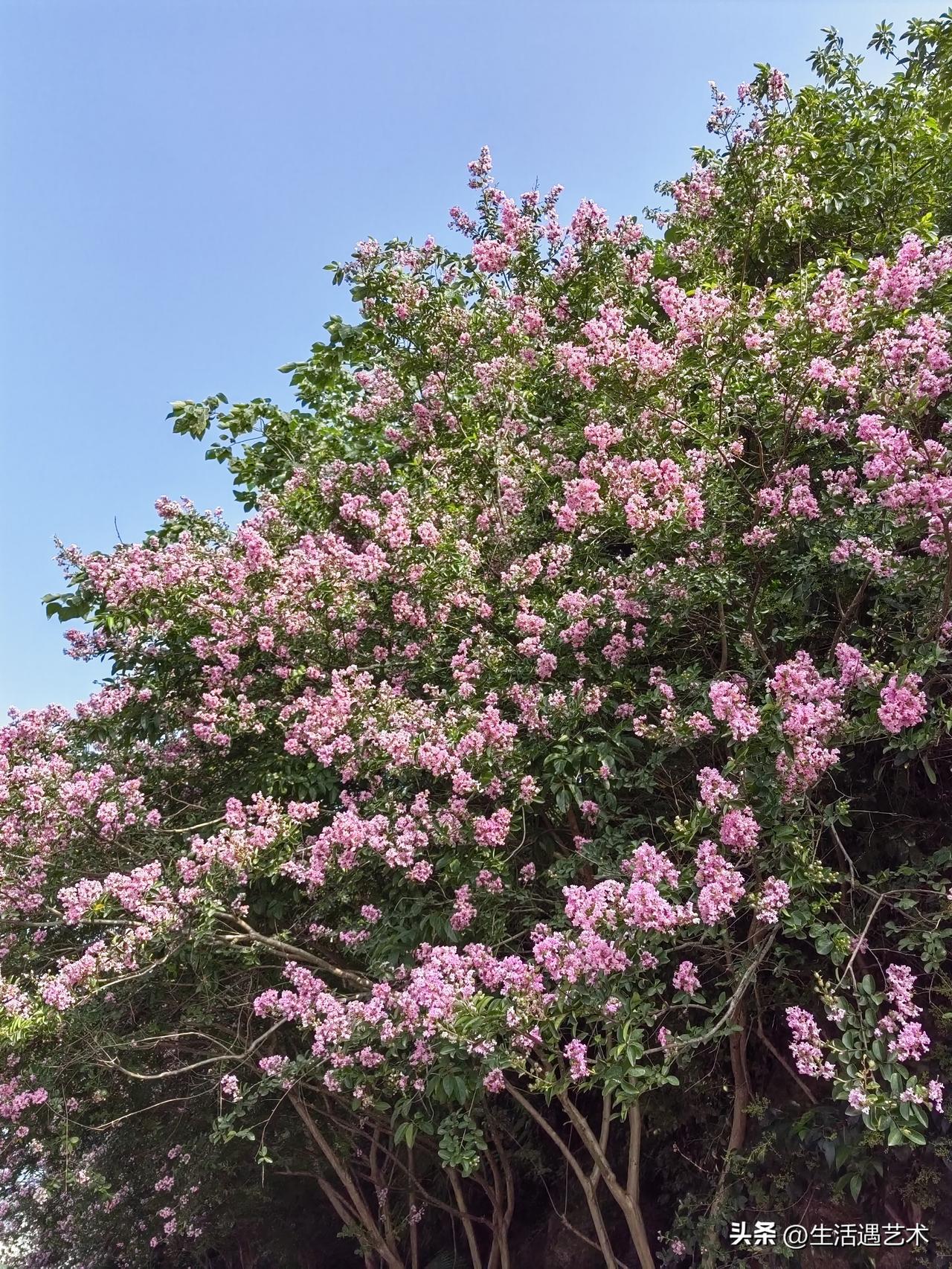 木槿花
