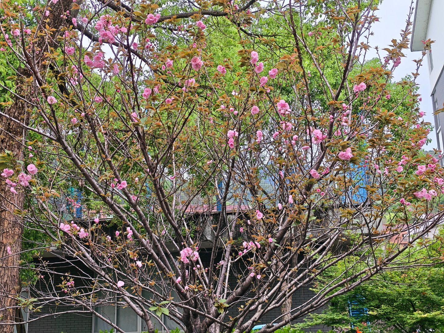 这两天气温变化大，昨天近30℃，今天就只有10多度起床搬砖了每天早起打卡