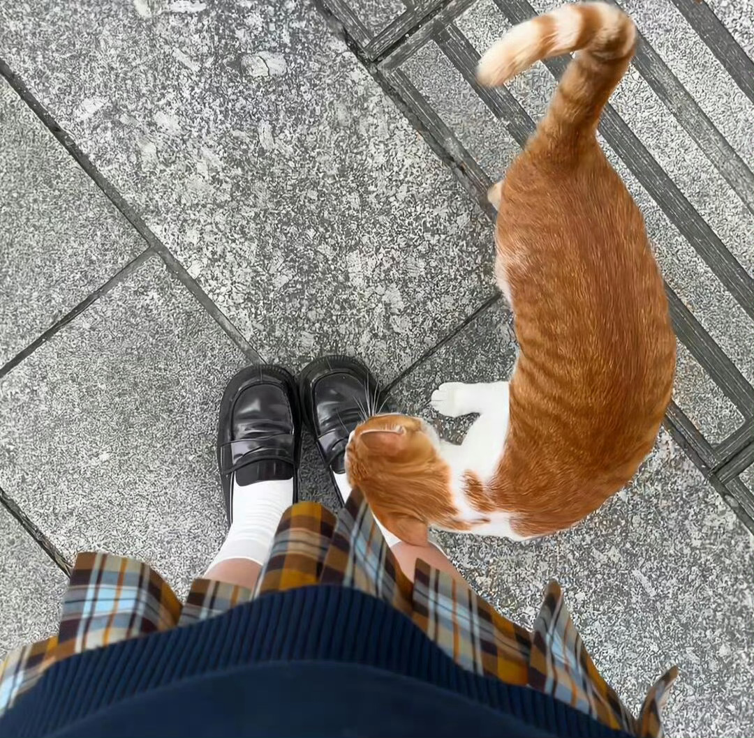 叮咚，是一组可以尝试的背景图.ᐟ.ᐟ ​​​