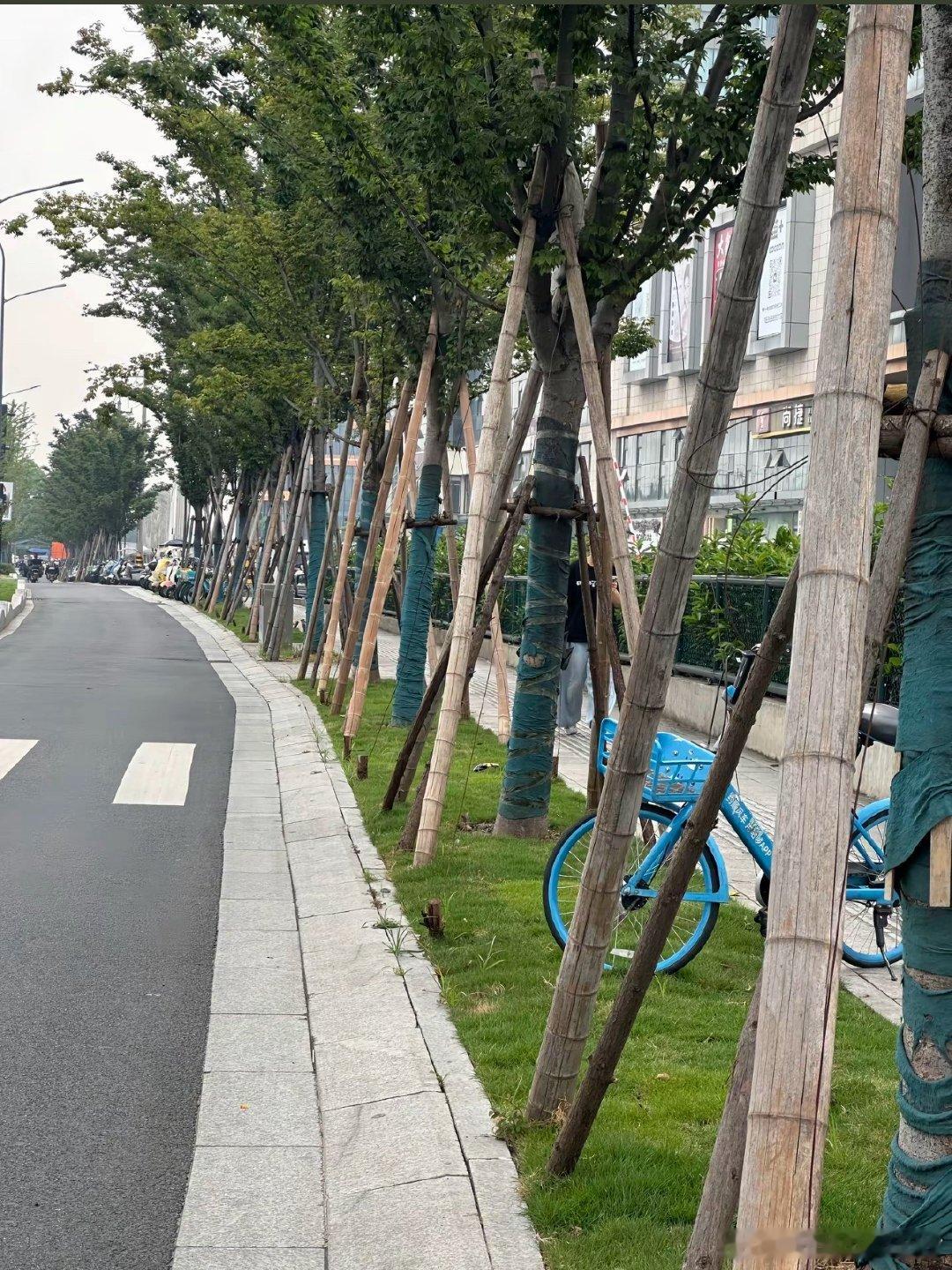 杭州人不语只一味加固西湖边树木超强台风“巴威”逼近浙江，工人们给西湖边5800余