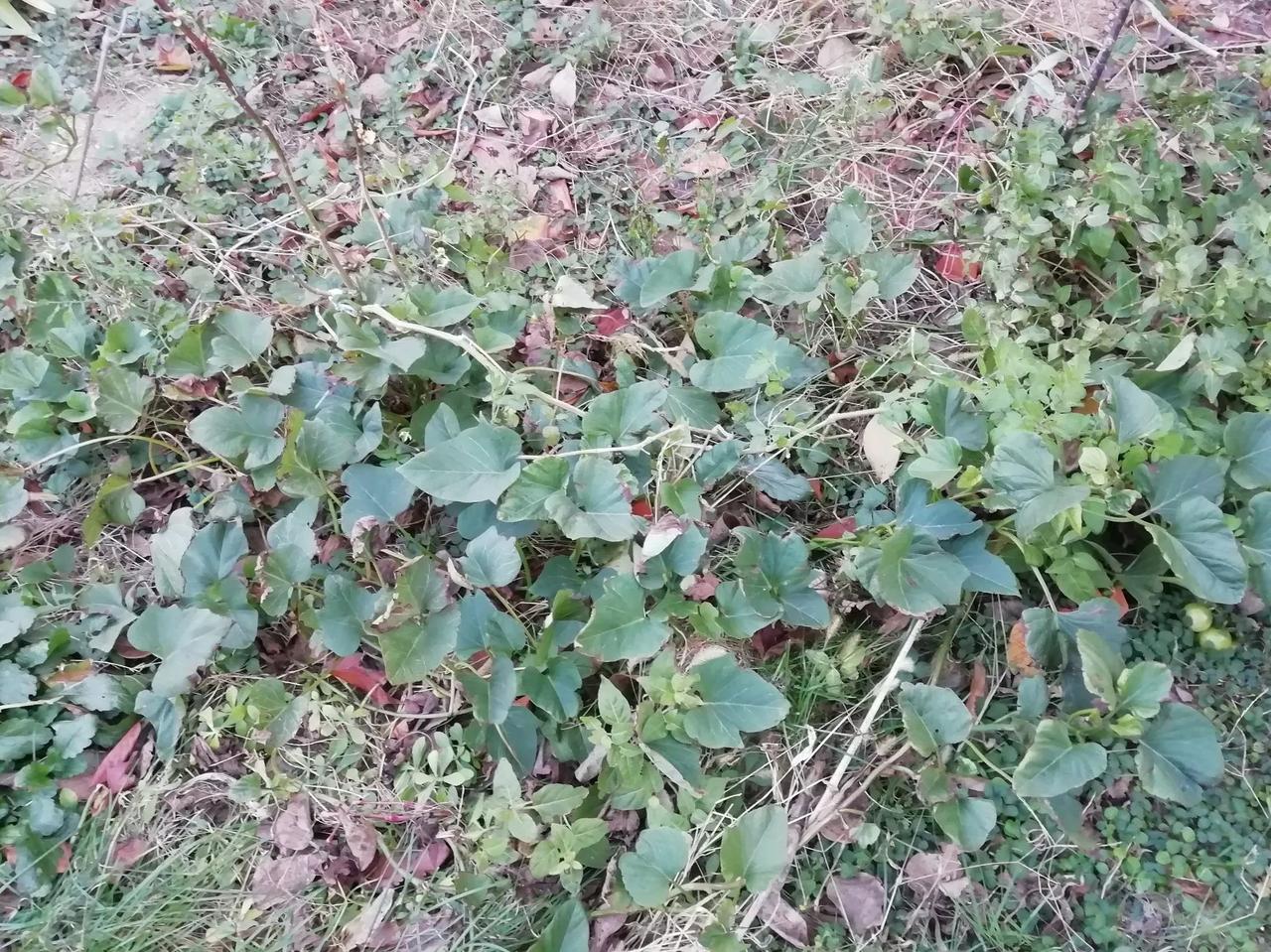 小雪季节，该收地瓜了。
其实没指望有收成，楼下寸地，老公种几棵地瓜芽，没起陇，没