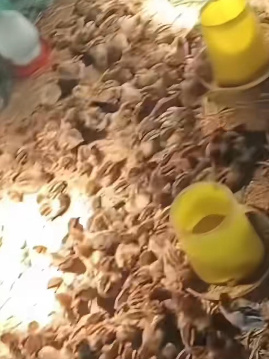 养鸡想赚外快？别被这3个骗局坑！有人掏2万6买温棚，鸡苗影子都没见
 
咱普通人