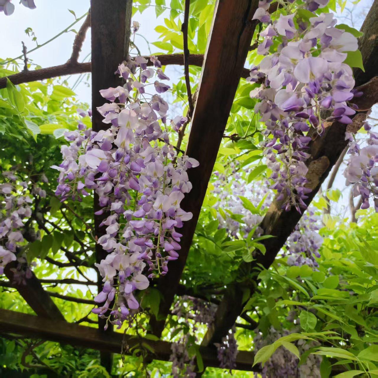 为何公办专科毕业生愈发受企业青睐？公办专科通常学制为三年，学生在第三年需进行顶岗