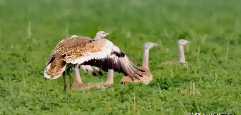 曾因误解背了上千年的“黑锅”，2022年首现山东，再次得以正名
千年冤案！被骂“