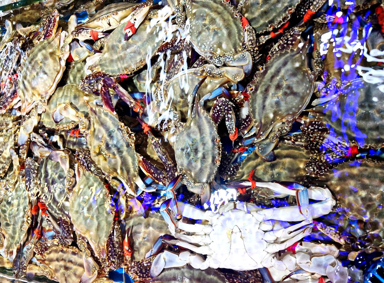 秋风起，稻花香，正是海蟹上市时。辽宁东港大飞蟹是人们的最爱。