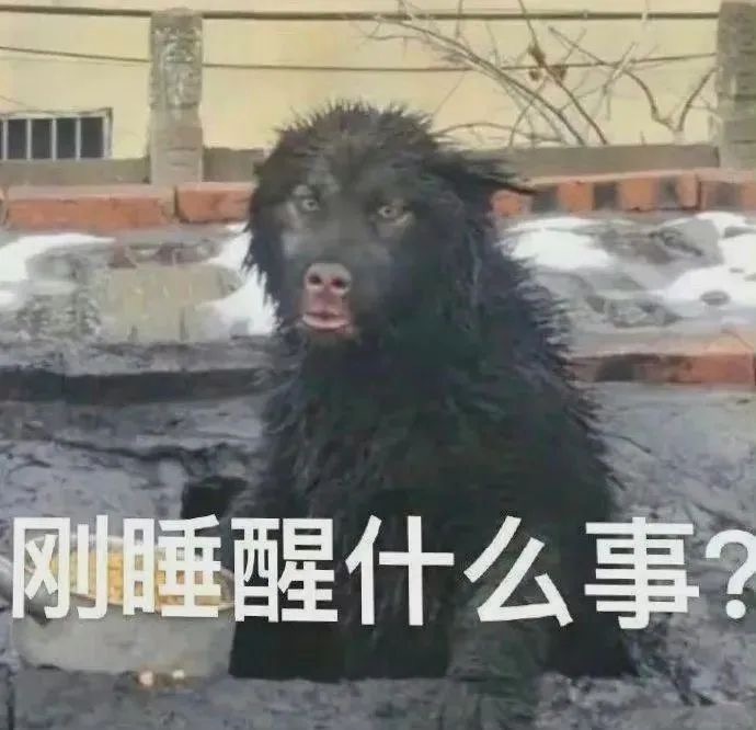 我喜欢的蠢蠢的表情包 ​​​
