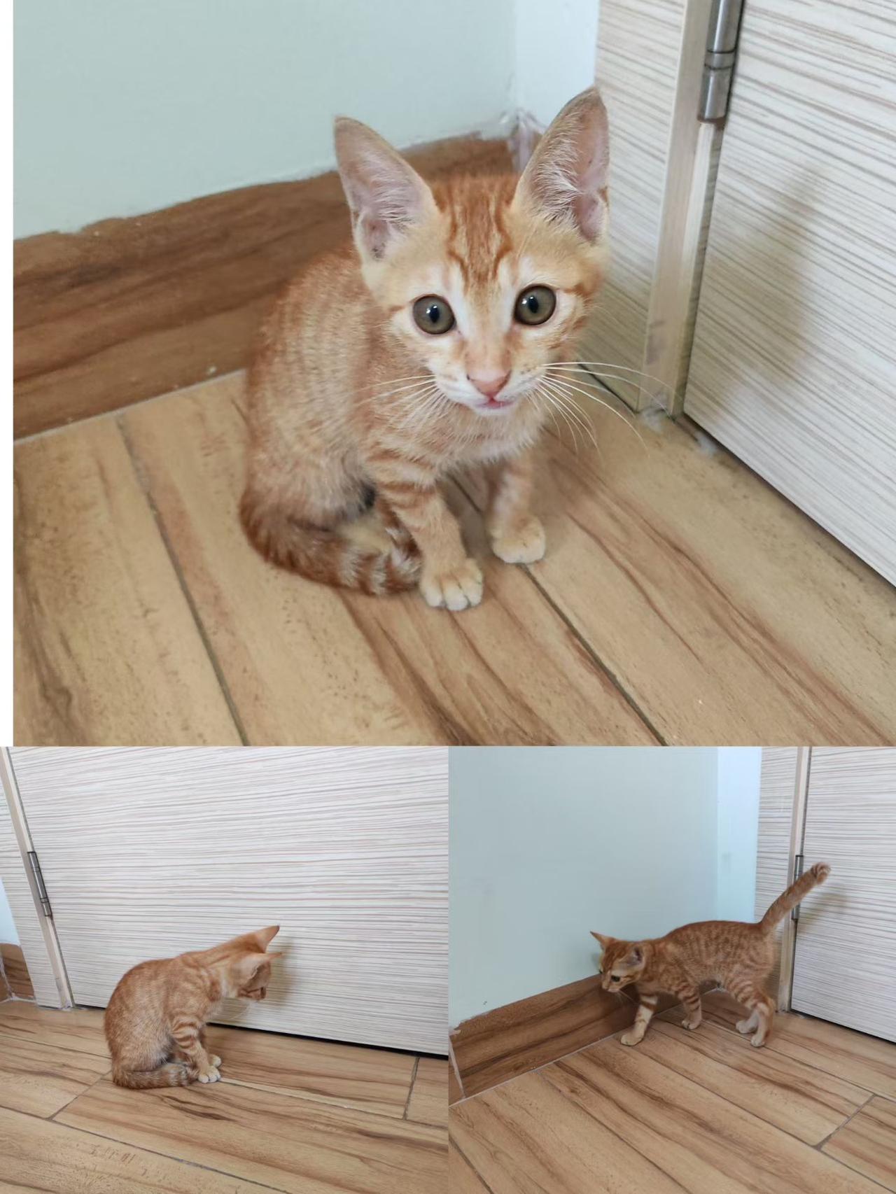 珠海，救助的流浪猫寻找爱心领养

两个月的小橘妹妹，体重2.1斤
性格超好，活泼