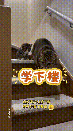 看完这条视频，过程看着很有趣。猫妈妈在前面一步一步蹬着台阶示范下楼，身后的小猫心