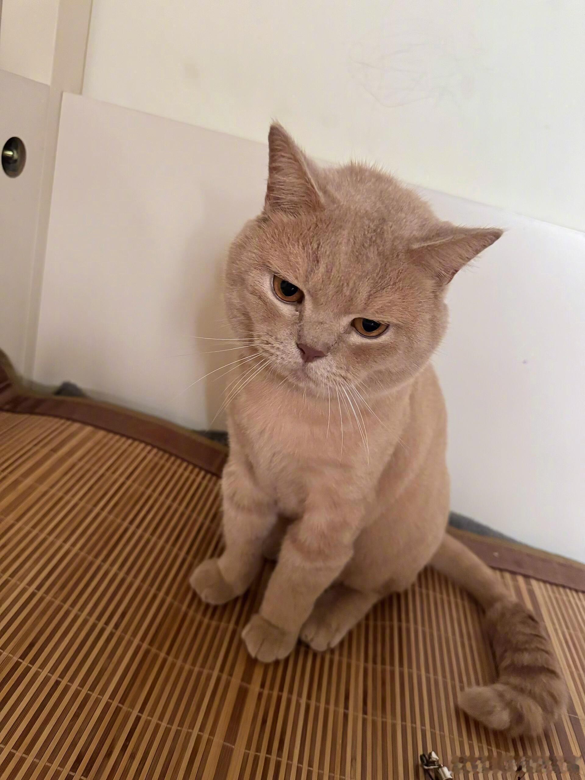 突然发现猫也会断崖式衰老猫也会断崖式衰老 ​​​