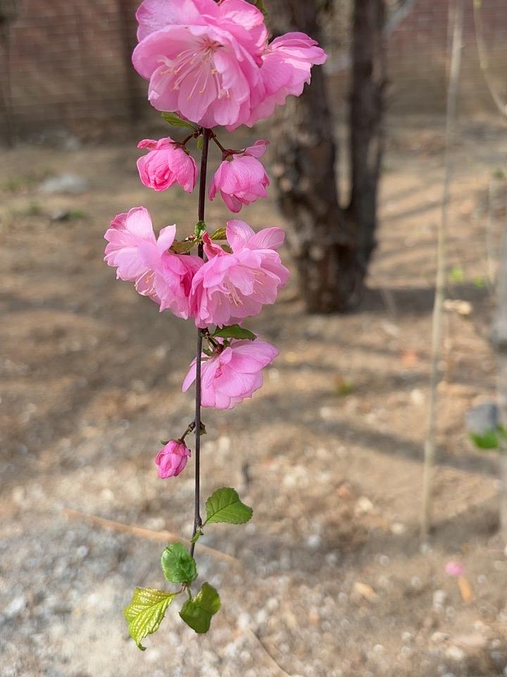 人善被人欺，马善被人骑
连一向对我们比较友好的新西兰
也派来一架飞机来恶心我们
