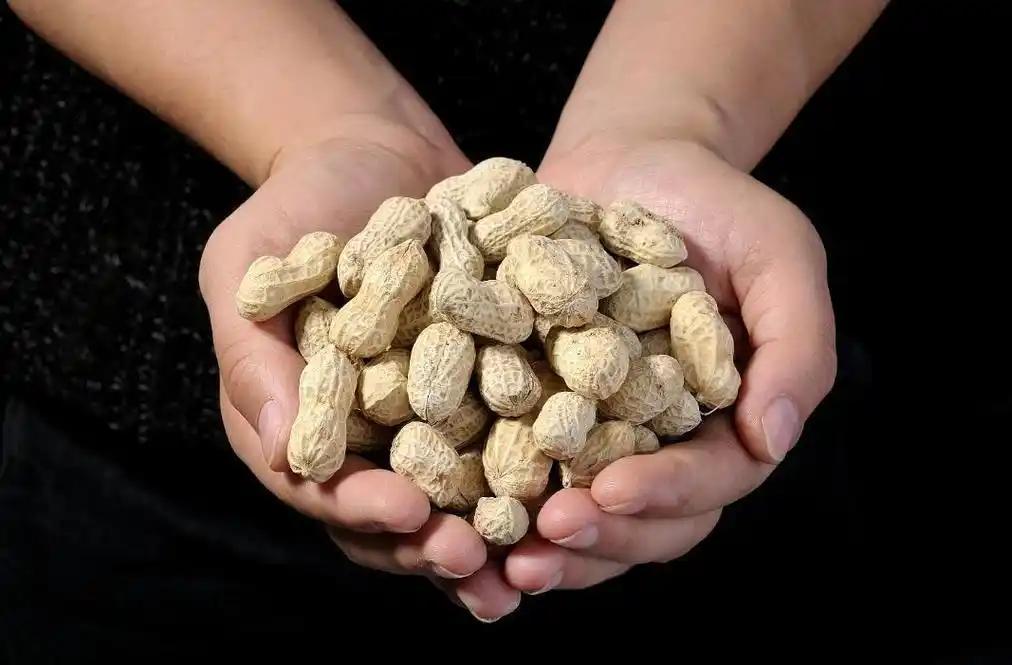 《医生紧急提醒：高血糖患者吃花生，可能面临这些健康危机》

很多高血糖人群觉得花