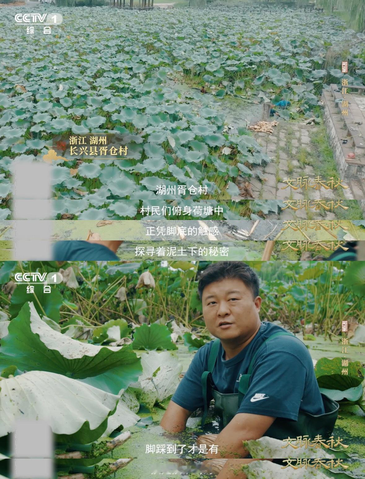 湖州的藕为什么有11个孔湖州人吃藕吃出新高度古老的传说为风味增添了别样韵味，让每