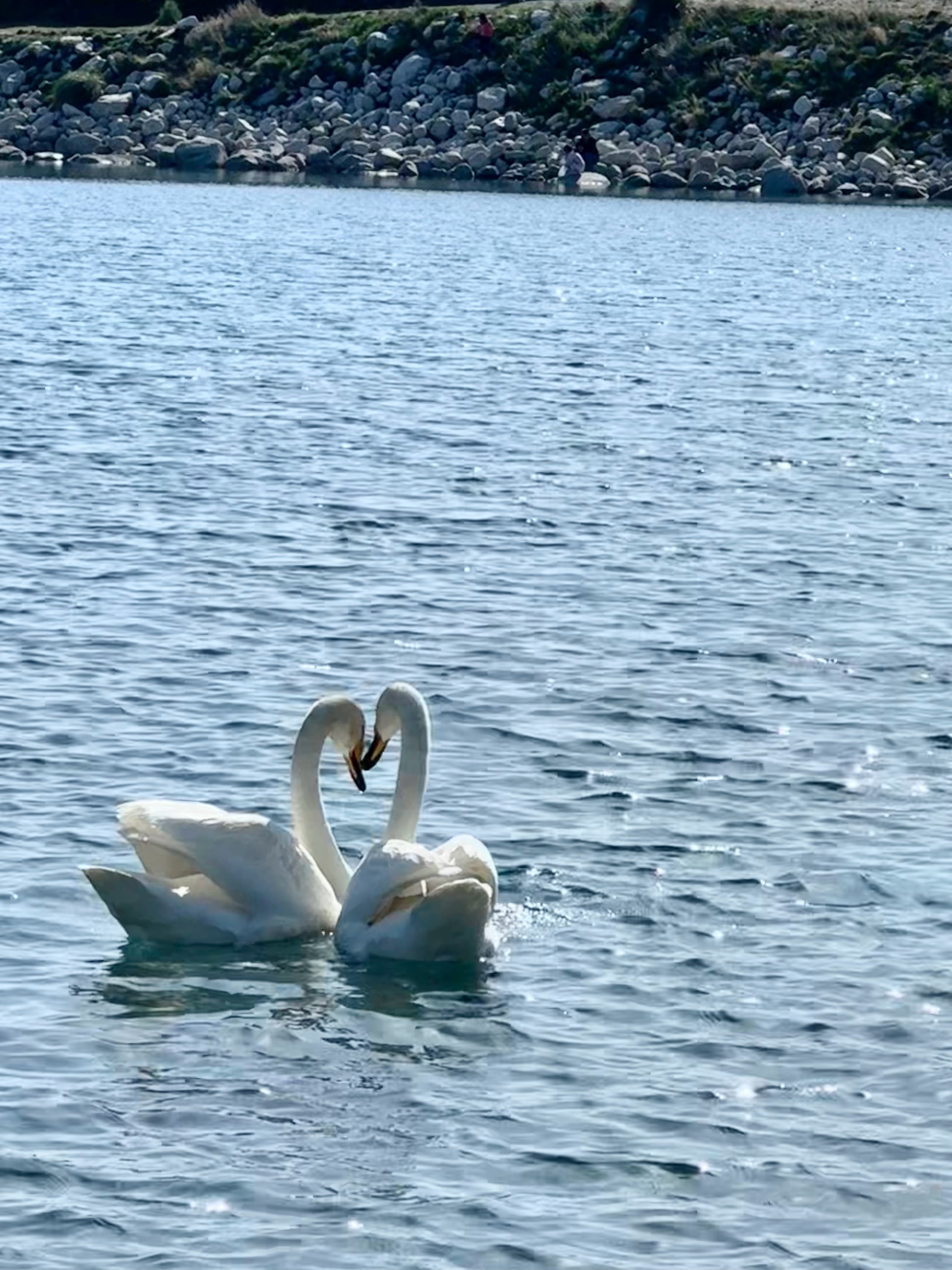 赛里木湖天然之美🦢～  ​​​