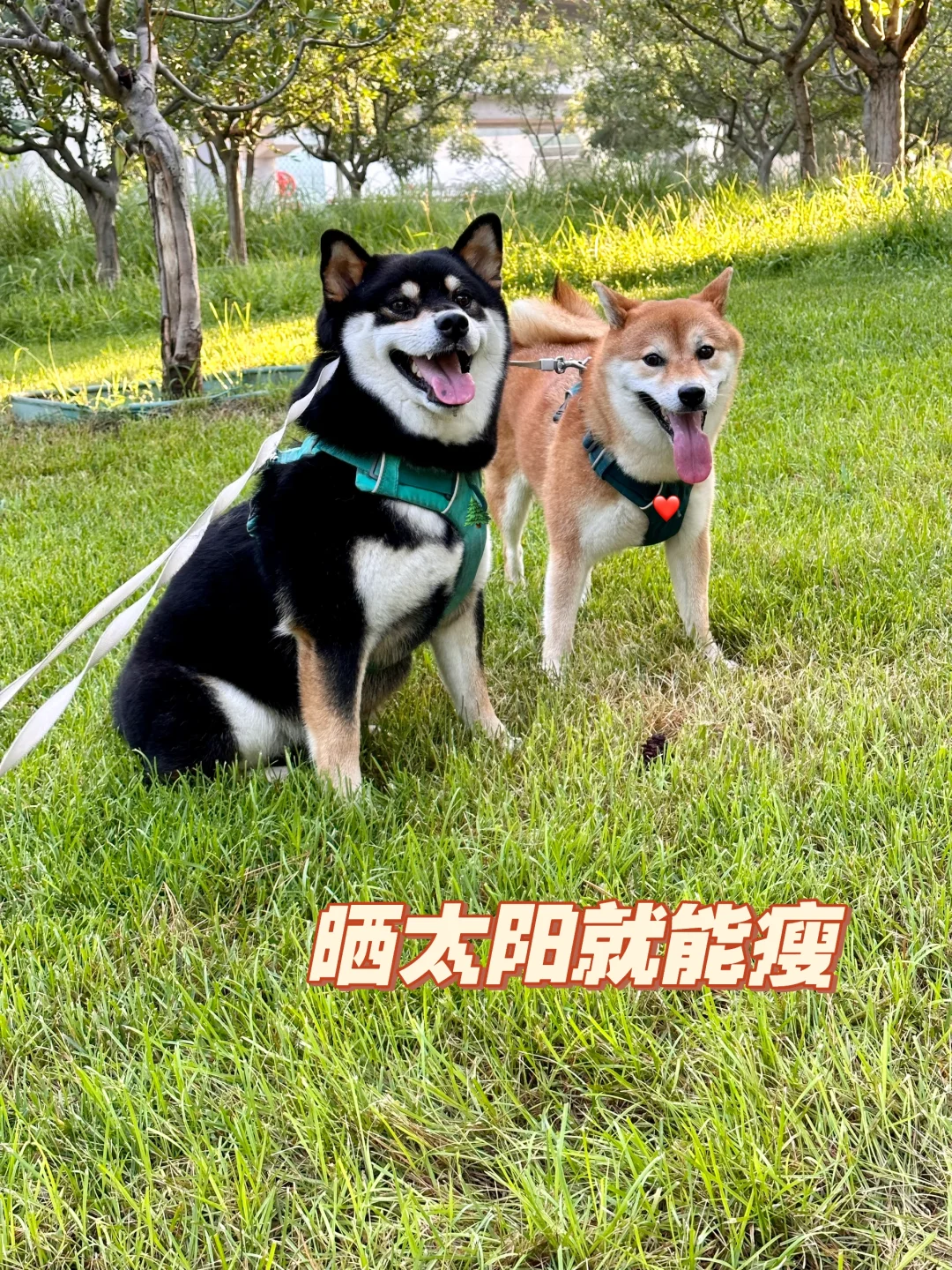 小狗要是晒晒太阳就能瘦下来就好了