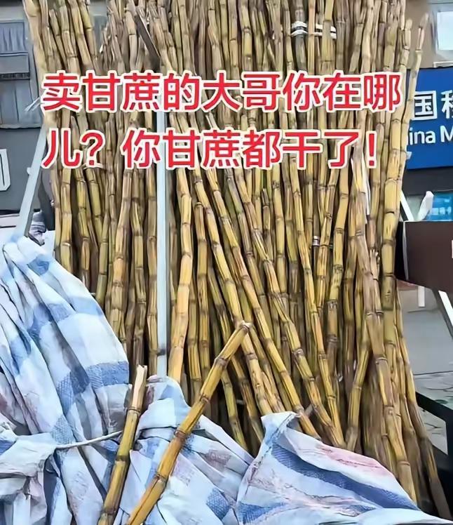 四川，一男子发现，楼下常年摆摊卖甘蔗的大哥从过年之后就没出摊了，路边三轮车上的甘