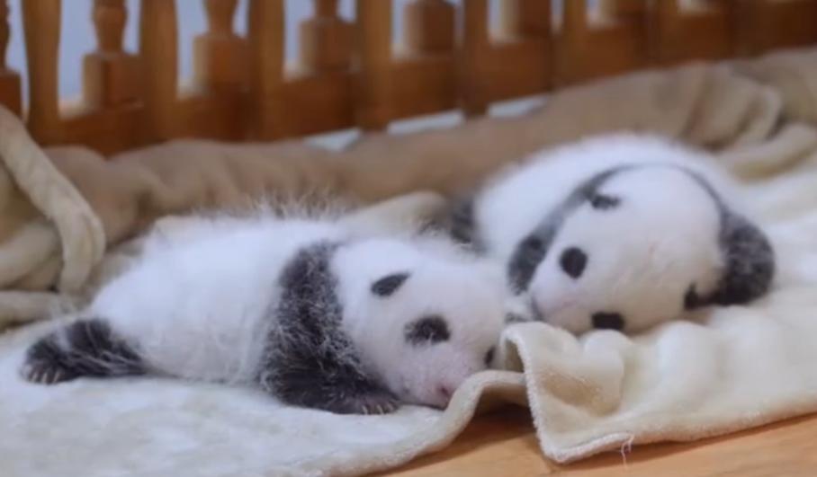 谁能不被花花和和叶这对从小贴到大的熊猫姐妹萌化啊！从奶团子时期到现在，这俩的互动