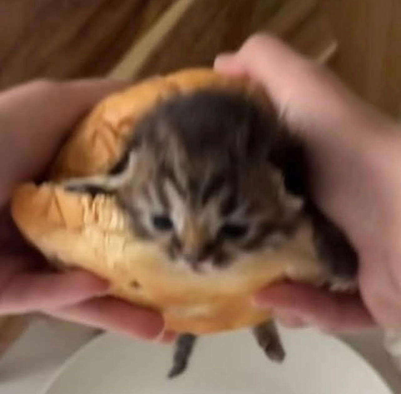 美味猫堡 ​​​