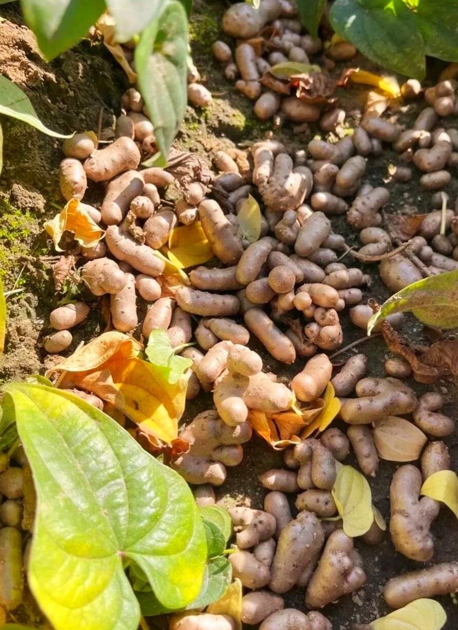 生活真是处处有惊喜呀
意外的收获
以前只吃过串糖葫芦的小豆豆
这些大的蒸熟拌糖吃