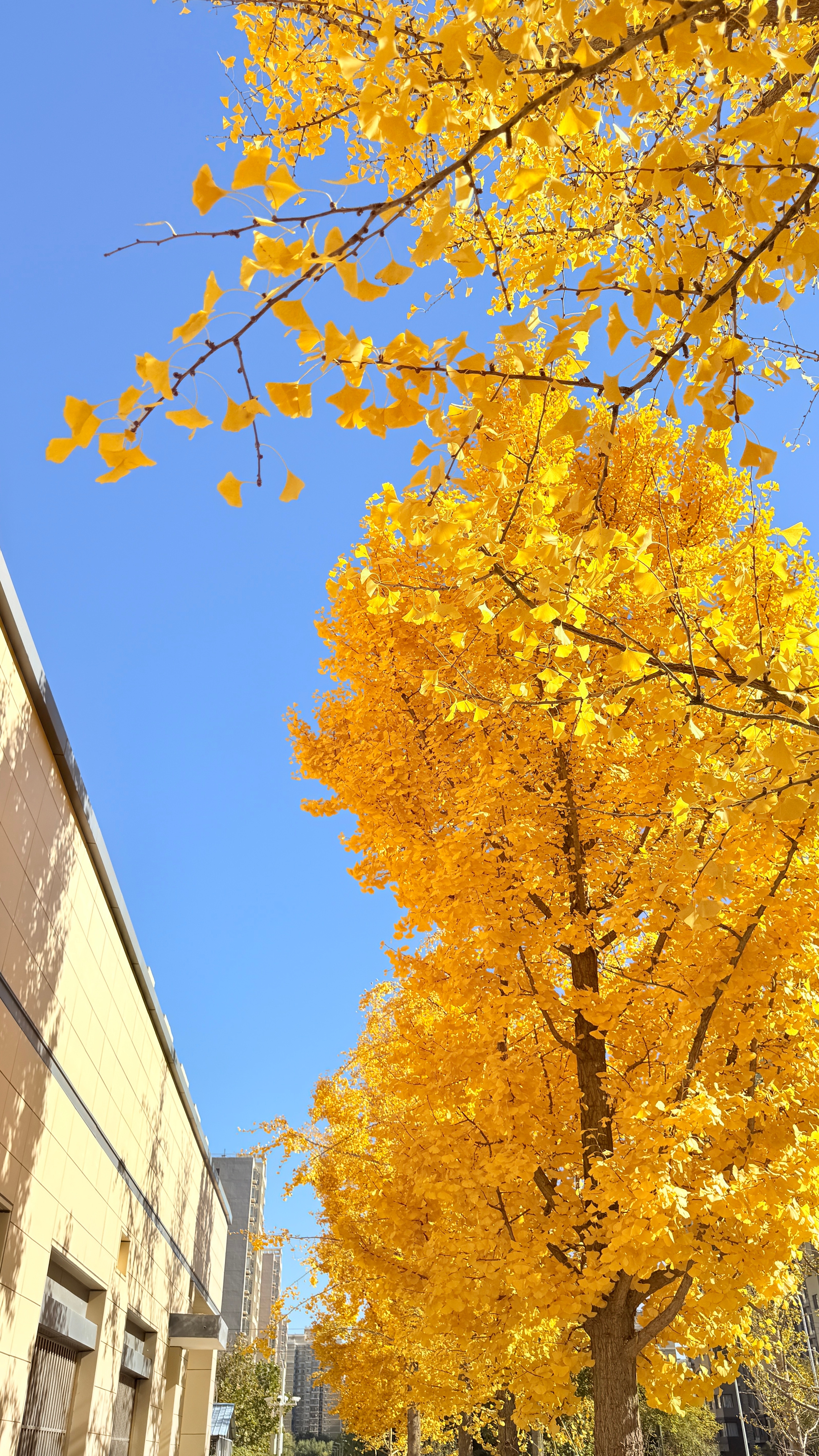 张万森 北京下银杏叶了 ​​​