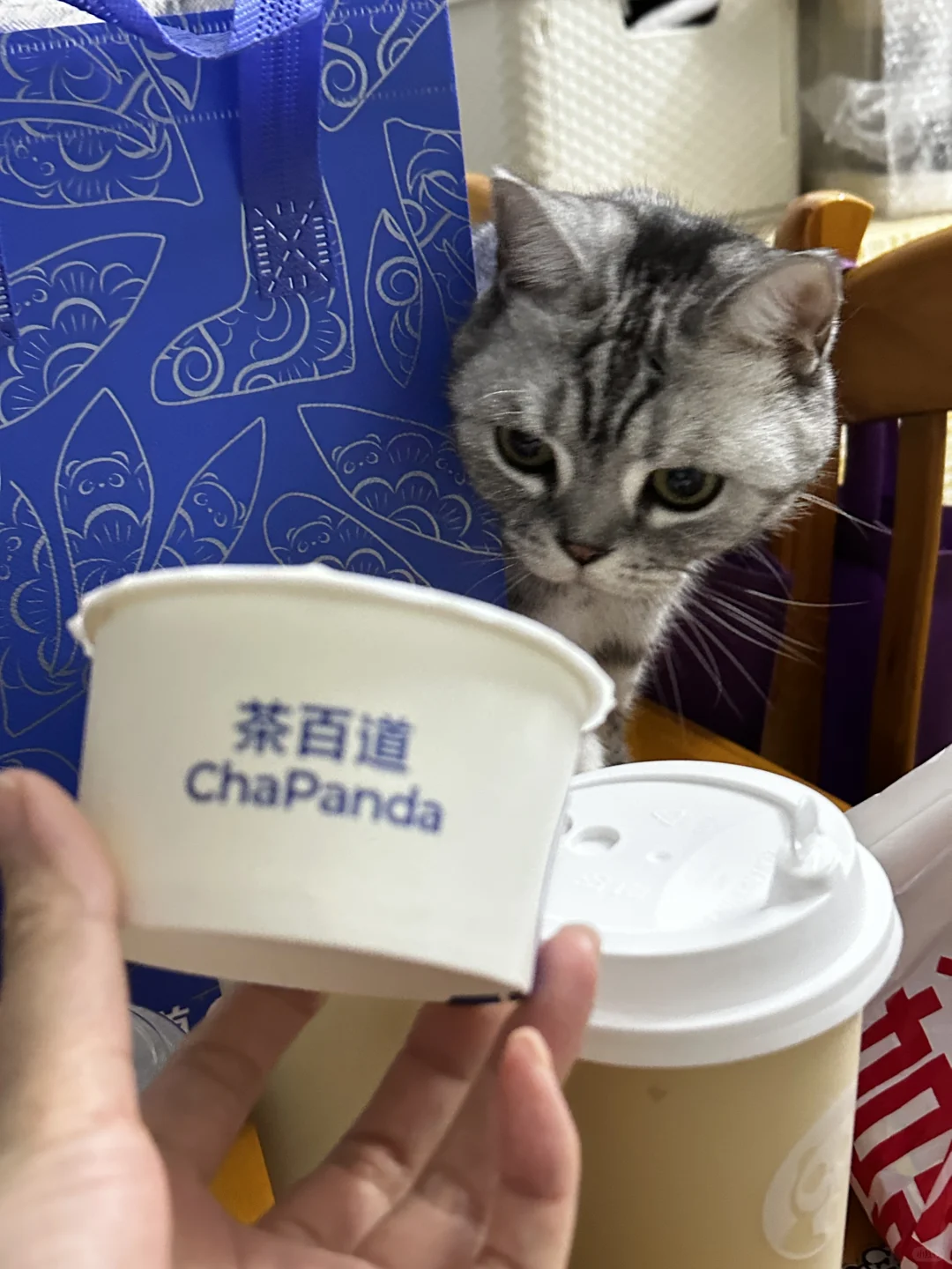 我也是喝上猫草汁了