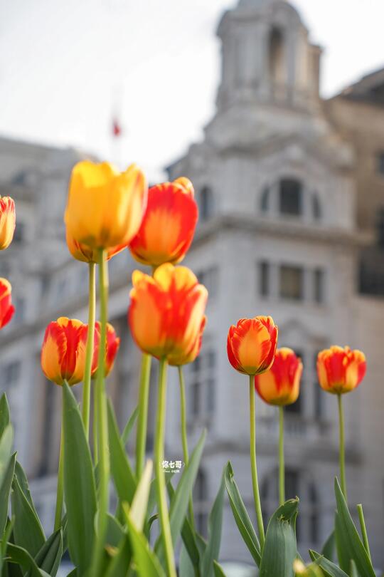 听劝‼️别再都傻傻挤晚上拍外滩郁金香啦🌷