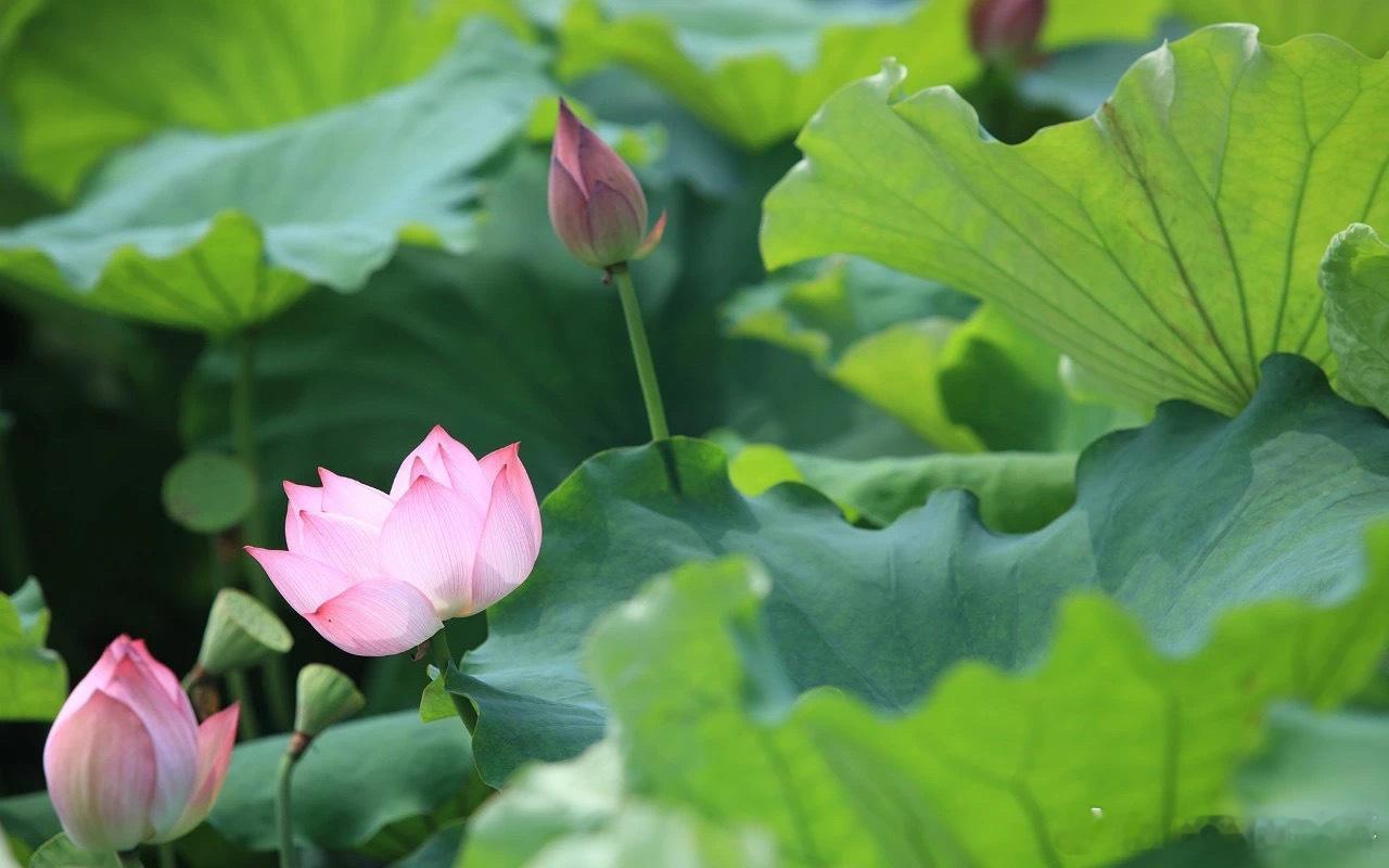 小暑节气星象2024年7月6日10:20PM，太阳到达巨蟹座15度，小暑节气，天