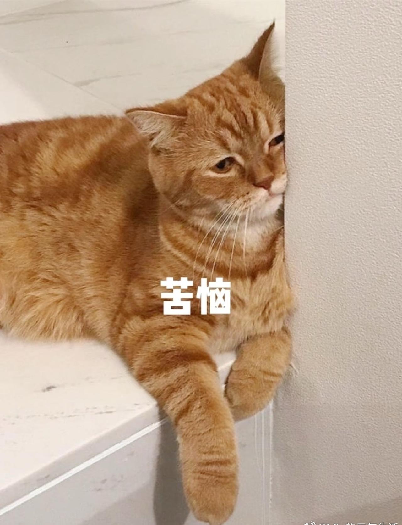 但抛开新鲜感理性想想，溢价摆在眼前，还要考虑折痕、重量、维修成本这些现实问题。想