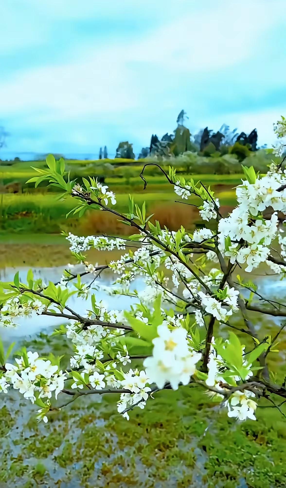 故乡的梨花园
 
一到春天，我就会想起故乡那片梨花园。
 
不是刻意想起，是风一