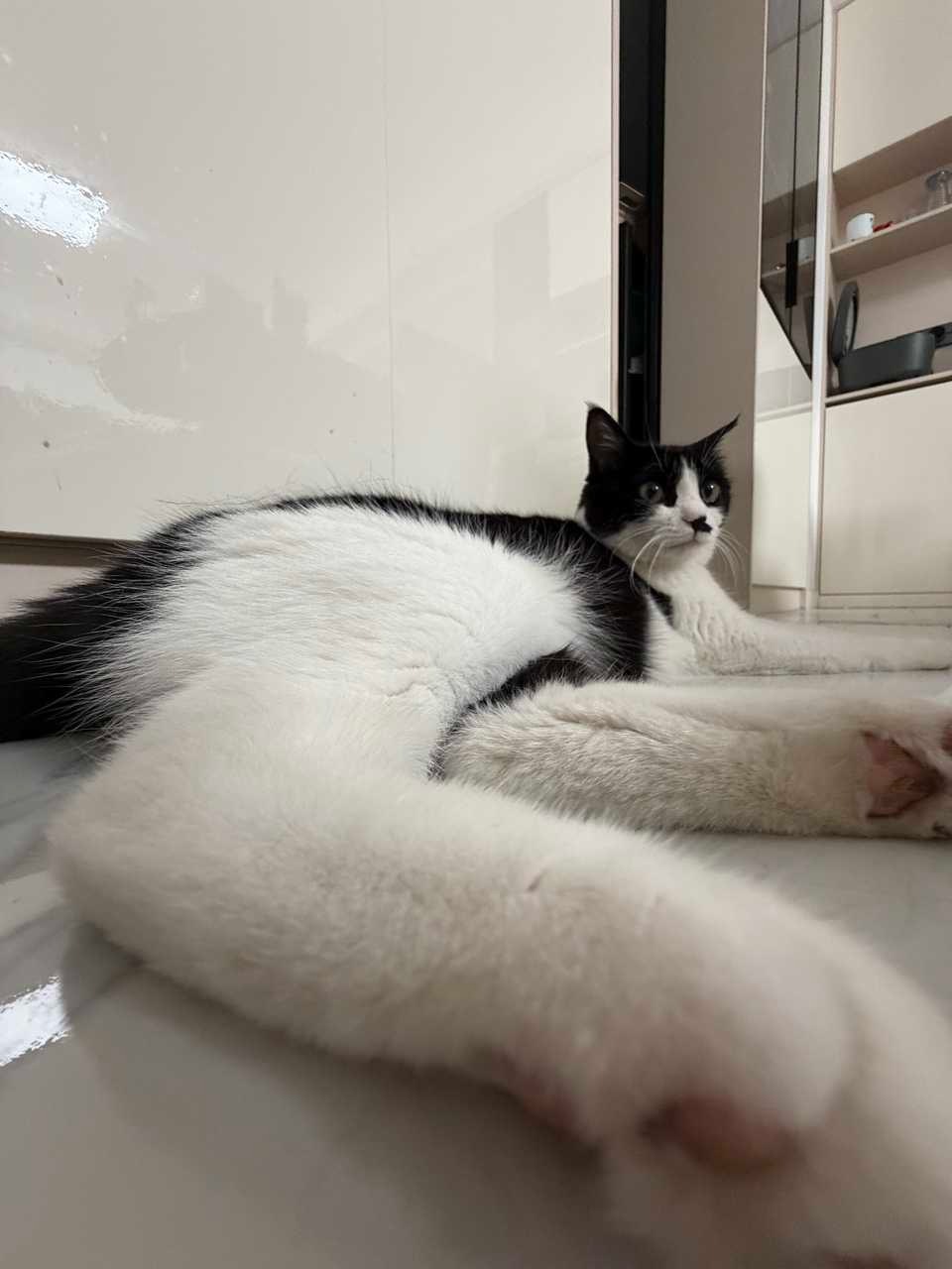 您的确很会审脚daily奶牛猫 （投稿：） 