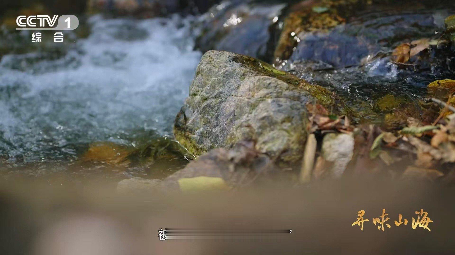 一种花菇可以有两种味道干香菇鲜香菇哪个更好吃 来自中国香菇之乡随州的花菇，干吃醇
