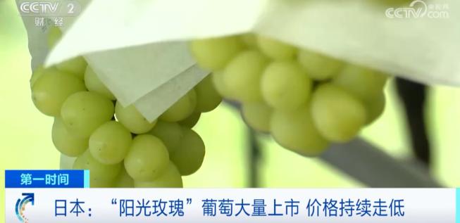 日本大概很后悔

把阳光玫瑰葡萄引入中国，

辛苦杂交、培育了接近30年的优质品