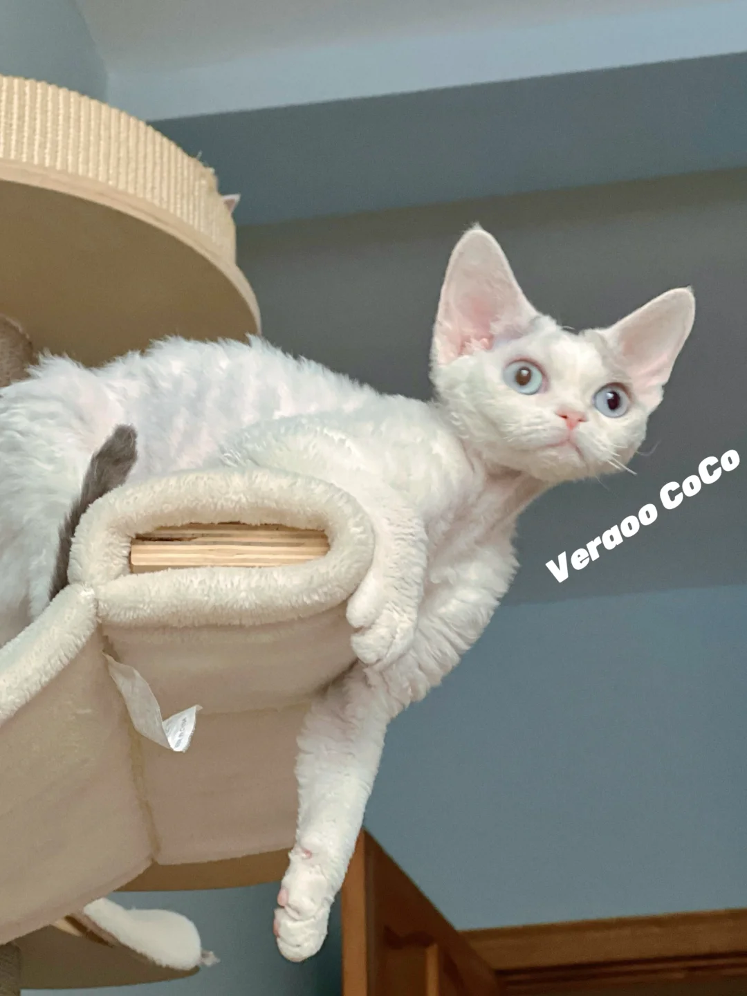 家有小女初长成｜德文卷毛猫