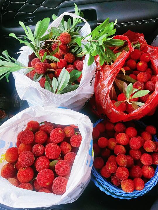 南昌免费杨梅又大又甜！打野成功！