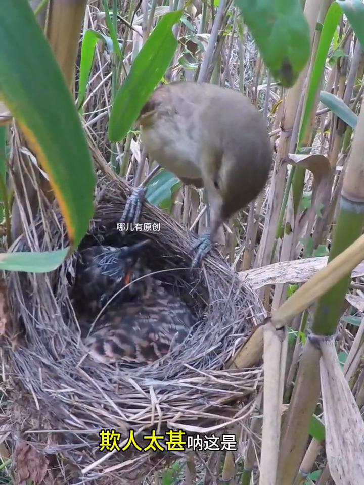 真的是很气人，欺人太甚。
哪儿有原创。