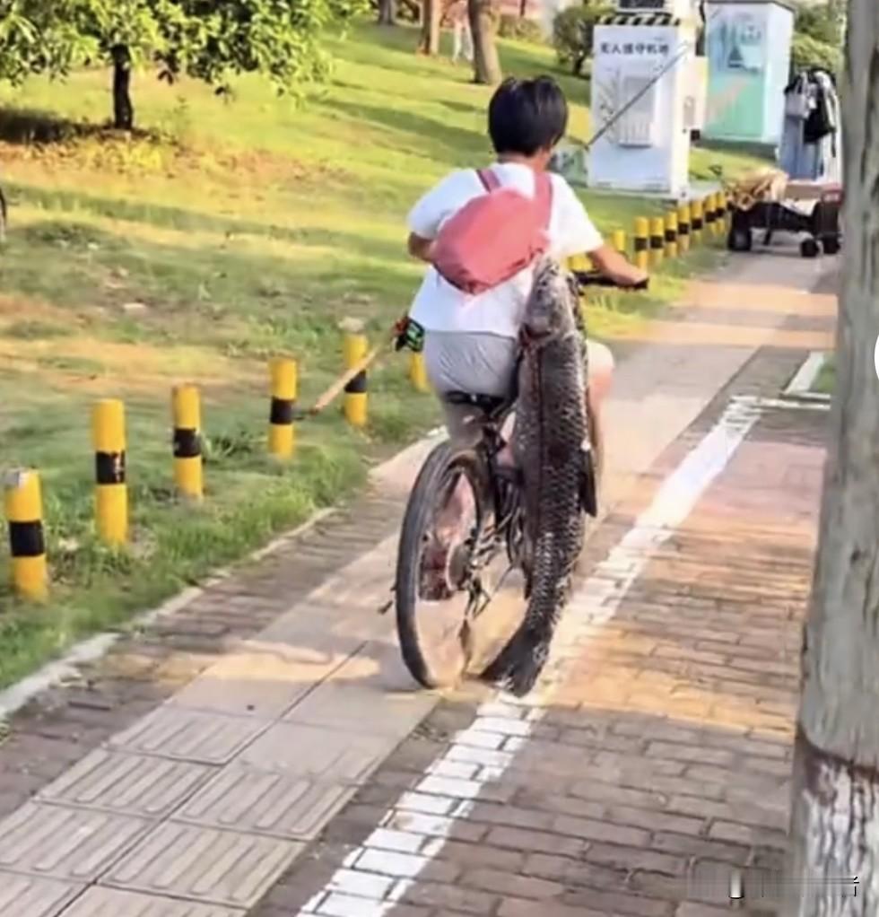 看到小孩哥这副骑车如飞，青鱼炫摆的样子，真替他捏一把汗。从株洲河西钓到这么大的鱼